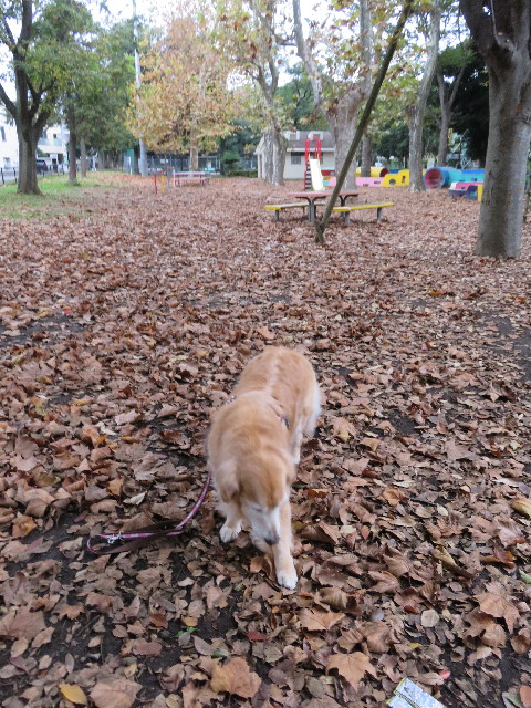 ファイル 5329-2.jpg