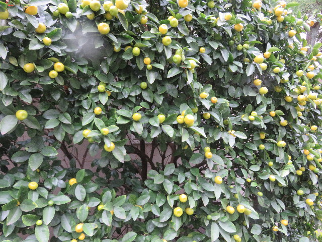 ファイル 5335-5.jpg