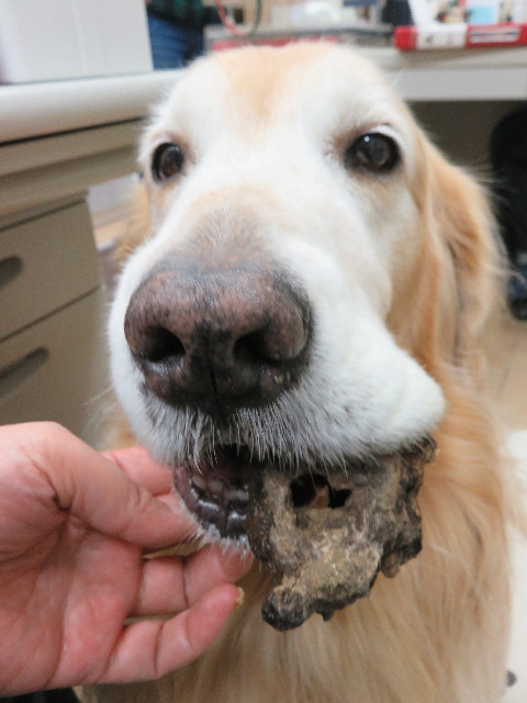 ファイル 5337-5.jpg