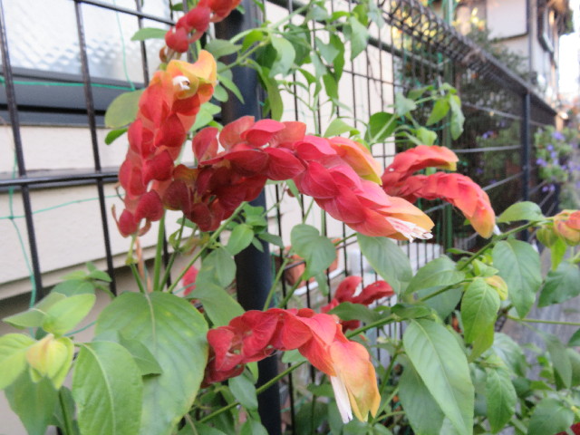 ファイル 5346-5.jpg