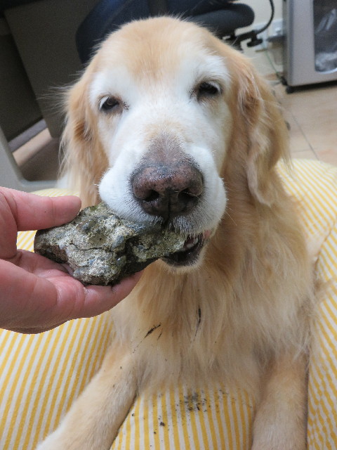 ファイル 5351-2.jpg