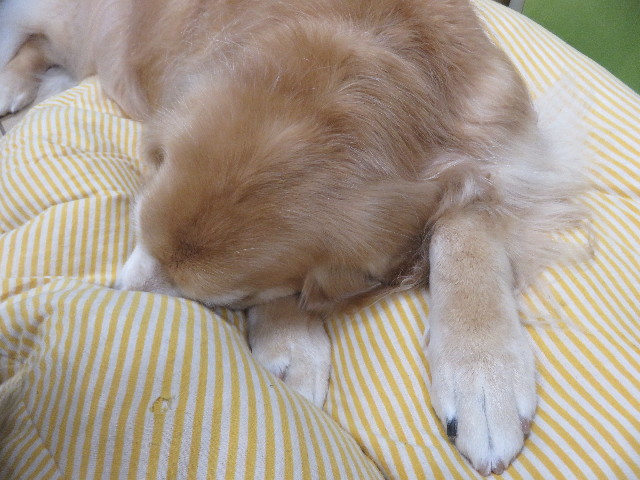 ファイル 5356-1.jpg