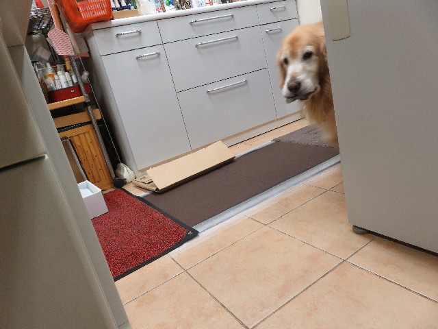 ファイル 5361-1.jpg