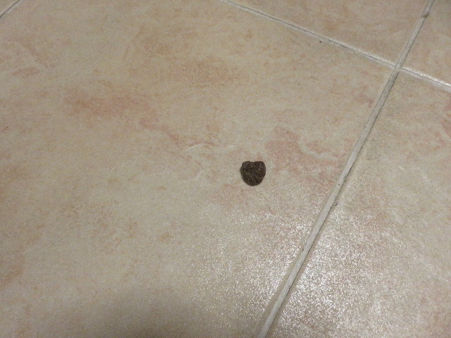 ファイル 5362-1.jpg