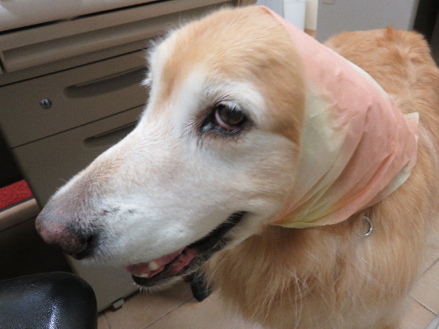 ファイル 5362-3.jpg