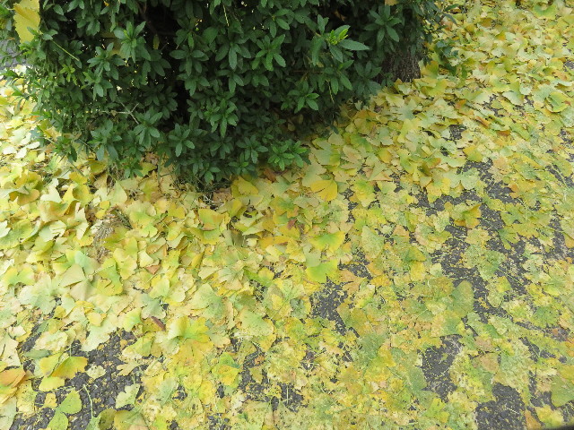 ファイル 5362-5.jpg