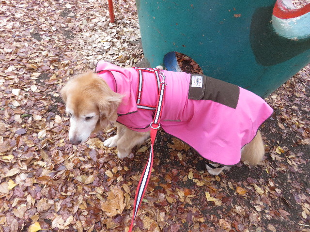 ファイル 5374-1.jpg