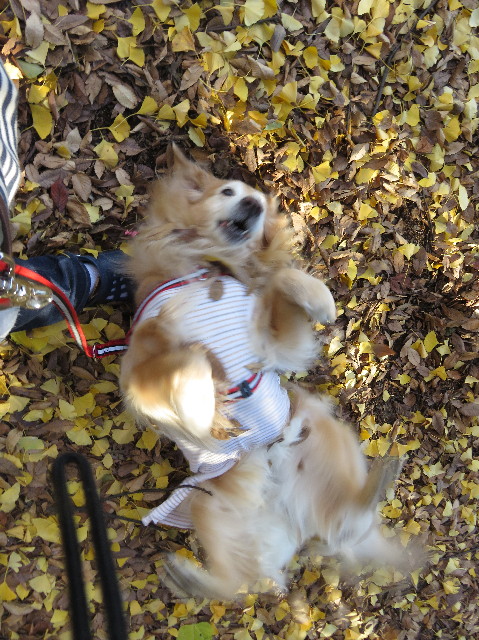 ファイル 5382-2.jpg