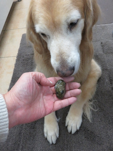 ファイル 5382-5.jpg