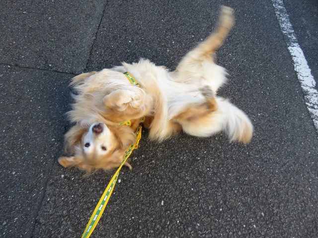 ファイル 5413-3.jpg