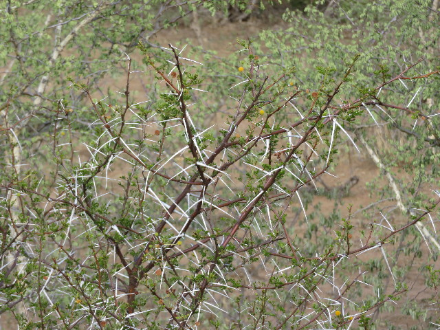 ファイル 5437-3.jpg