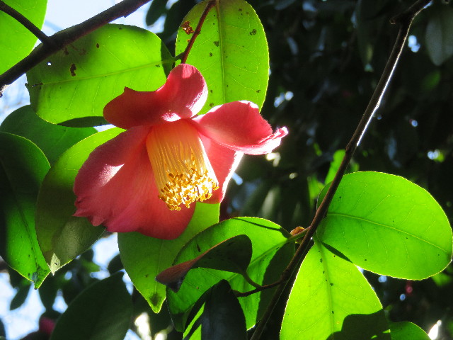 ファイル 5438-1.jpg