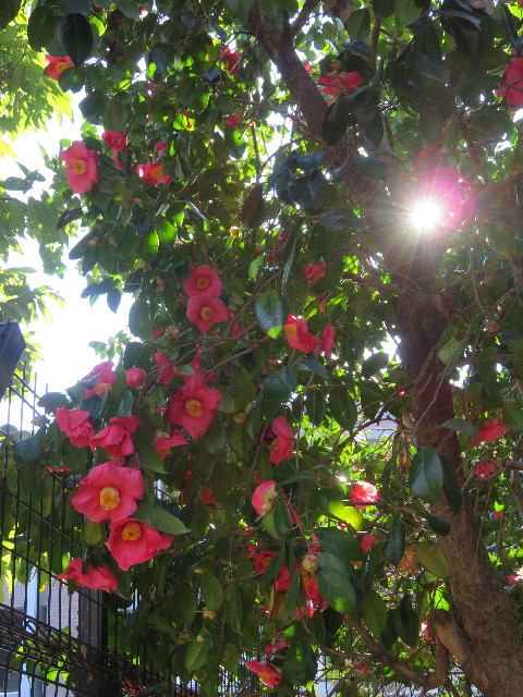 ファイル 5438-3.jpg