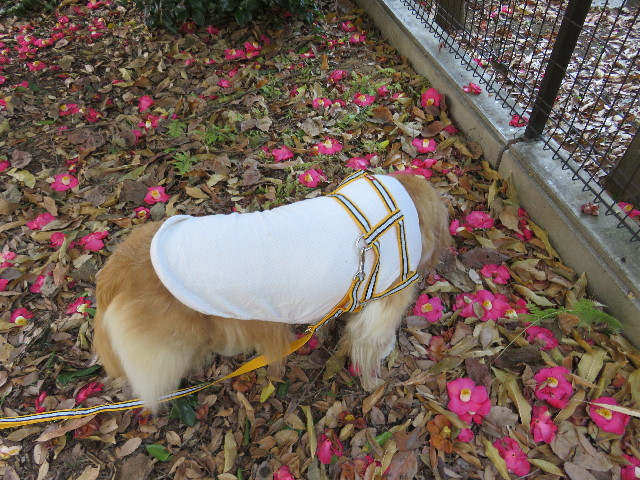 ファイル 5438-4.jpg