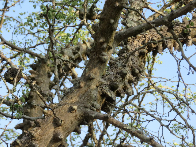 ファイル 5443-3.jpg