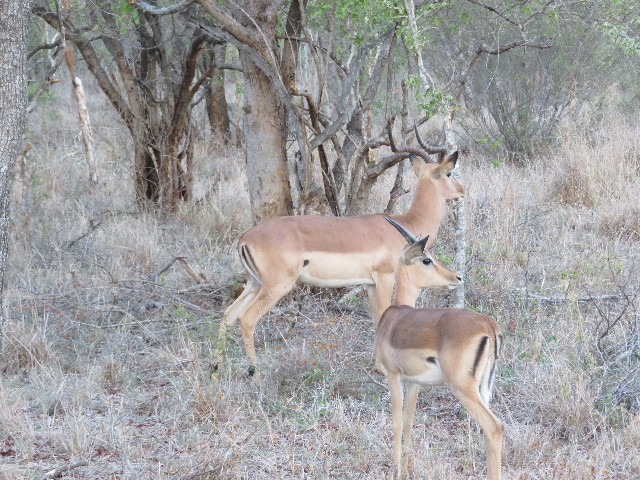 ファイル 5445-1.jpg