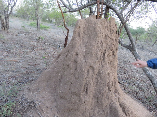 ファイル 5445-3.jpg