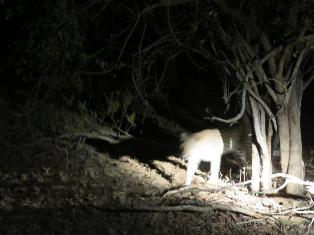 ファイル 5446-3.jpg