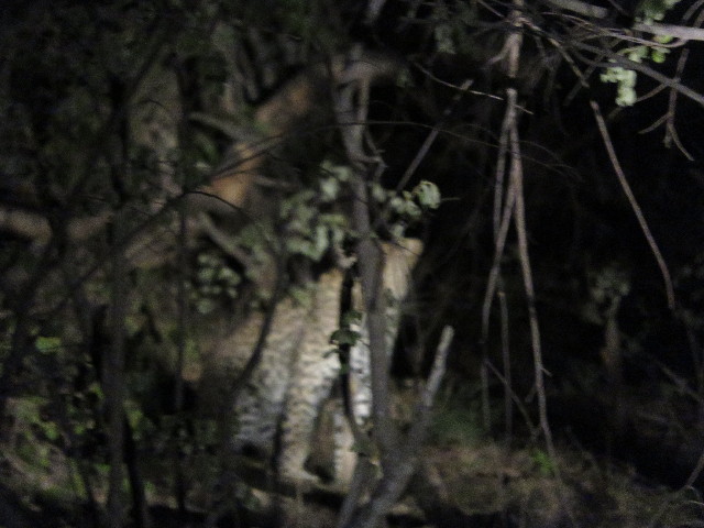 ファイル 5446-4.jpg