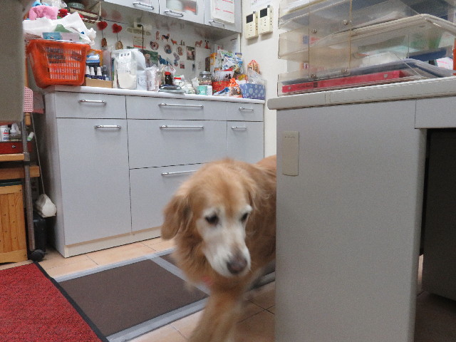 ファイル 5449-1.jpg