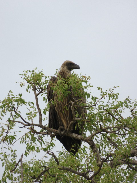 ファイル 5450-4.jpg