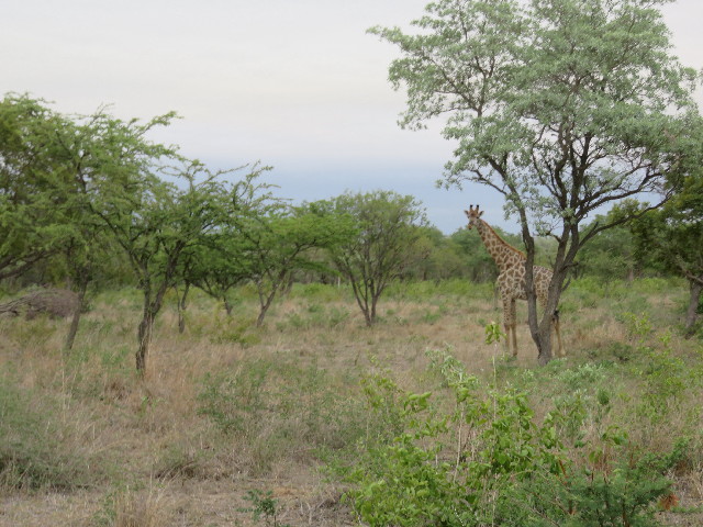 ファイル 5450-5.jpg