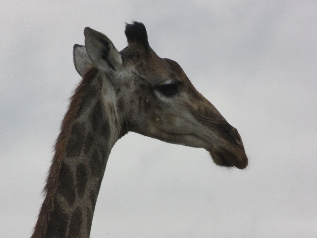 ファイル 5451-2.jpg