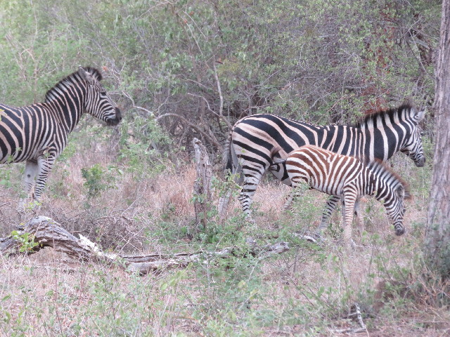 ファイル 5451-3.jpg