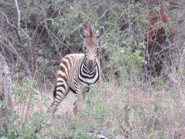 ファイル 5451-5.jpg