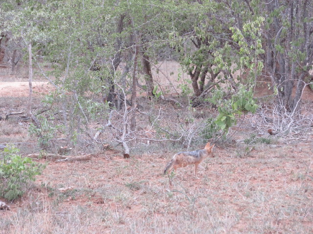 ファイル 5456-1.jpg