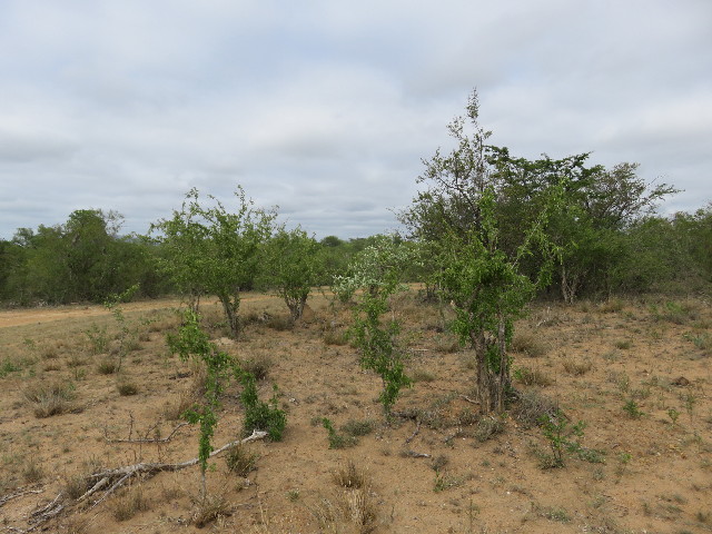 ファイル 5462-5.jpg