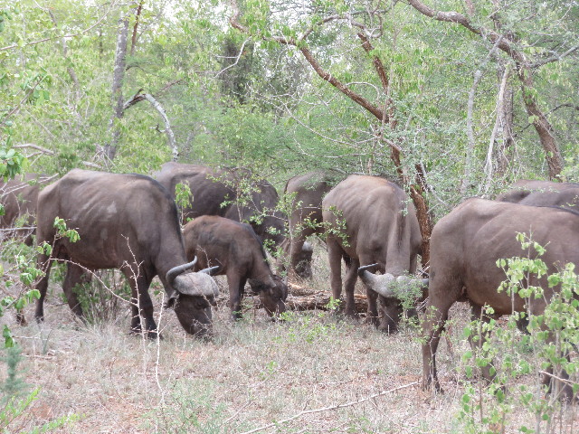 ファイル 5467-1.jpg