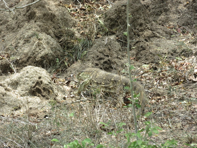 ファイル 5472-3.jpg