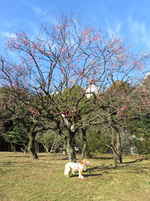 ファイル 5474-2.jpg