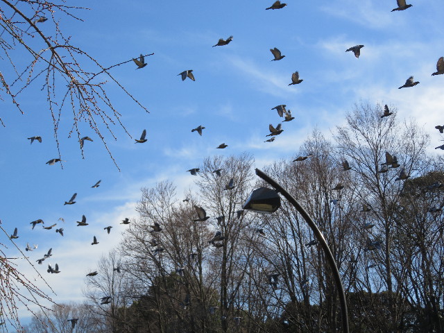 ファイル 5474-5.jpg