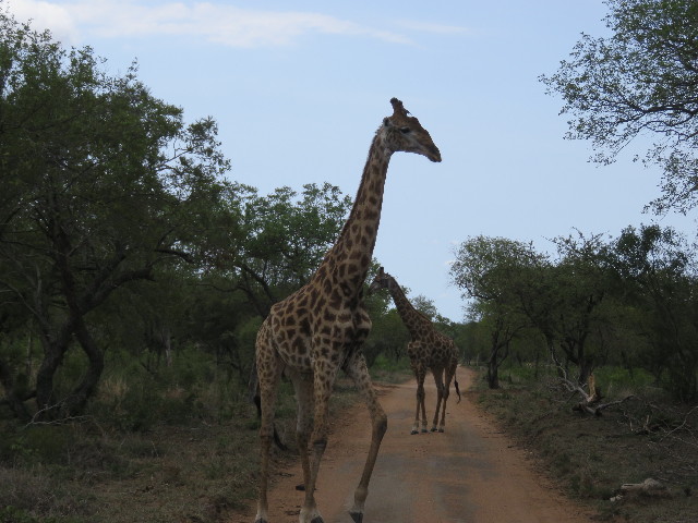 ファイル 5479-5.jpg