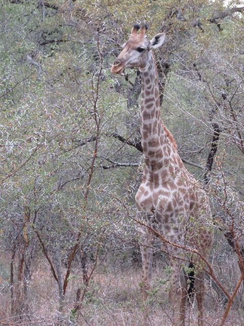 ファイル 5482-4.jpg