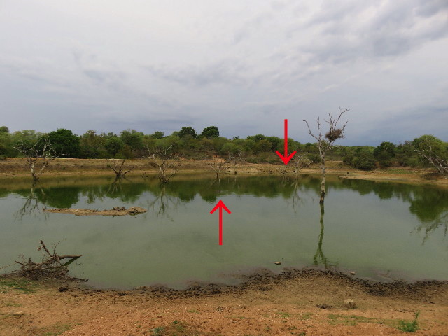 ファイル 5484-1.jpg