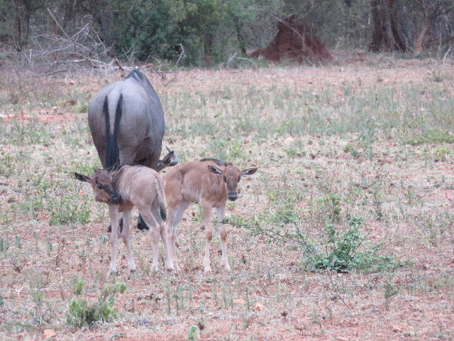 ファイル 5490-4.jpg