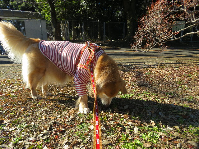 ファイル 5497-1.jpg