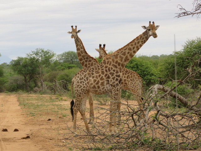 ファイル 5498-2.jpg