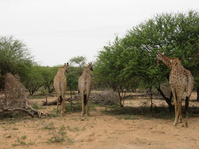 ファイル 5498-4.jpg