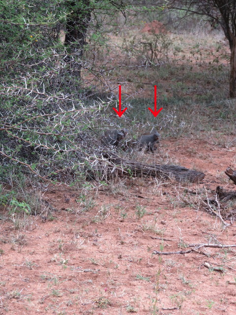 ファイル 5498-5.jpg