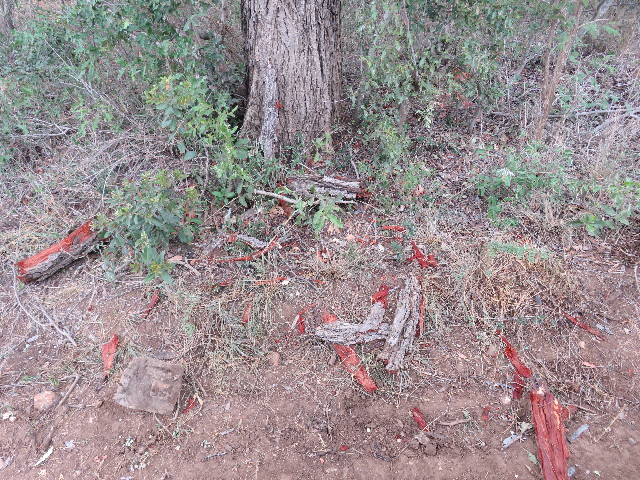 ファイル 5499-2.jpg