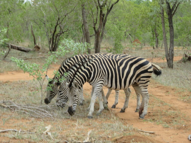 ファイル 5501-3.jpg