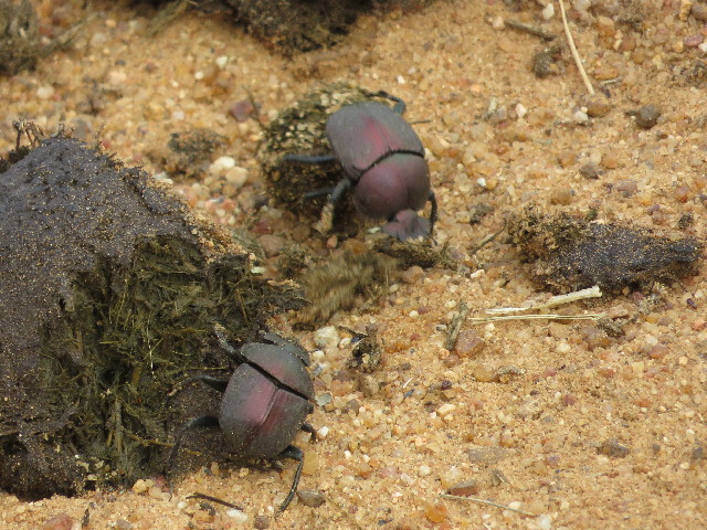 ファイル 5503-5.jpg