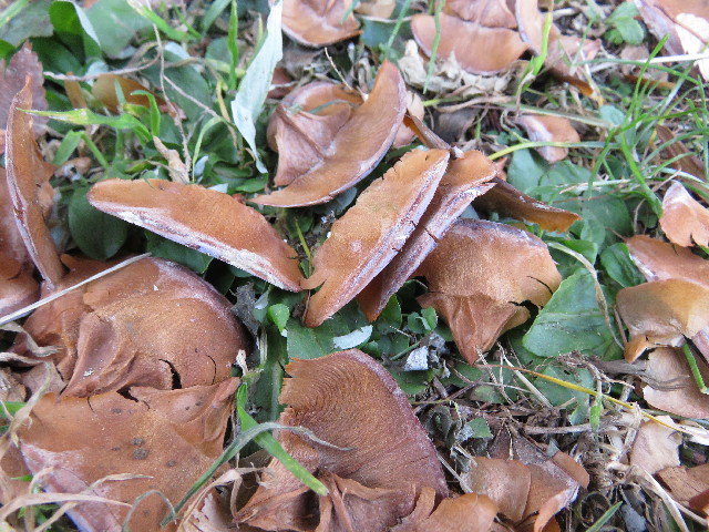 ファイル 5524-1.jpg