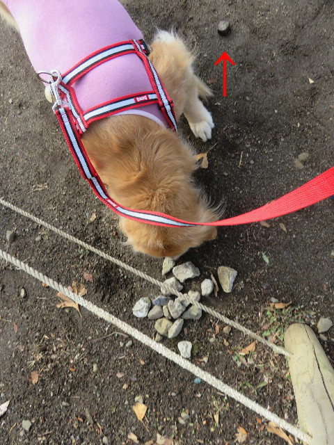 ファイル 5530-2.jpg