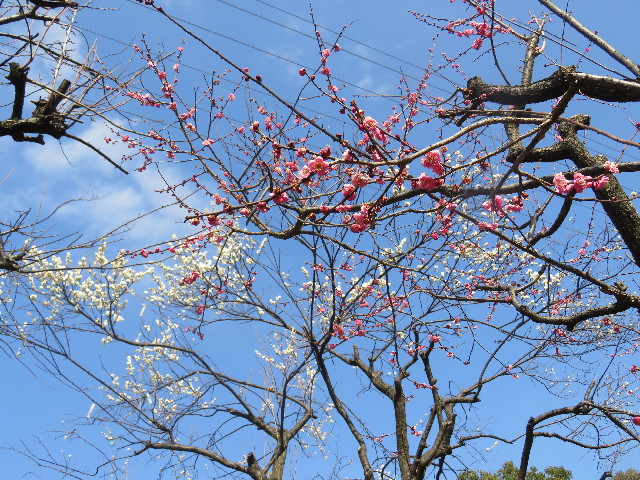 ファイル 5534-2.jpg