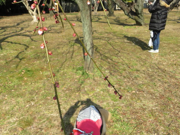 ファイル 5534-3.jpg